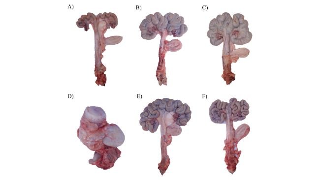 Figura 1. Effetto di ZEN e GA sullo sviluppo uterino nelle scrofette da rimonta: (A) Un utero di una scrofetta nel gruppo di controllo prima dell'estro. (B) Un utero di una scrofetta nel gruppo di controllo al 19° giorno del secondo estro. (C,D) Due uteri rappresentativi di scrofette nel gruppo ZEN al 19° giorno del secondo estro. (E) Un utero di una scrofetta nel gruppo GA al 19° giorno del secondo estro. (F) Un utero di una scrofetta nel gruppo ZEA+GA al 19° giorno del secondo estro.