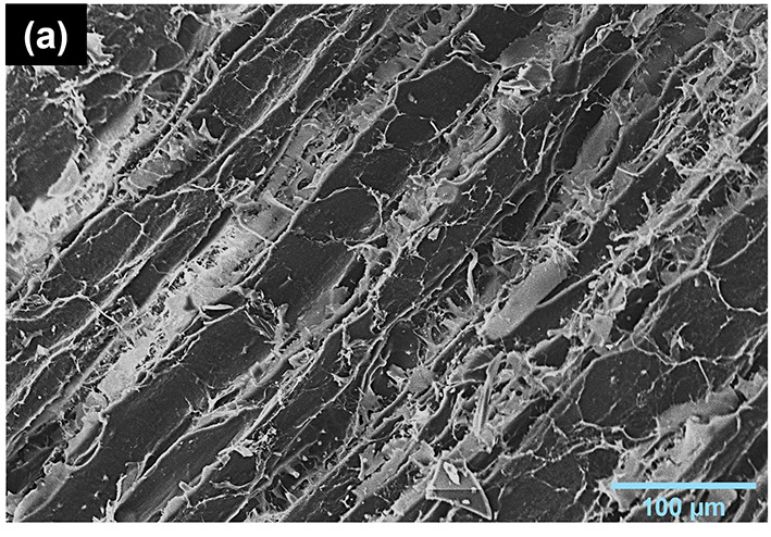 La Fig. 2a mostra la carne disidratata in modo convenzionale, dove si pu&ograve; osservare la sezione longitudinale delle miofibrille con lievi modifiche strutturali dovute al processo tradizionale.https://doi.org/10.1016/j.meatsci.2025.110011.
