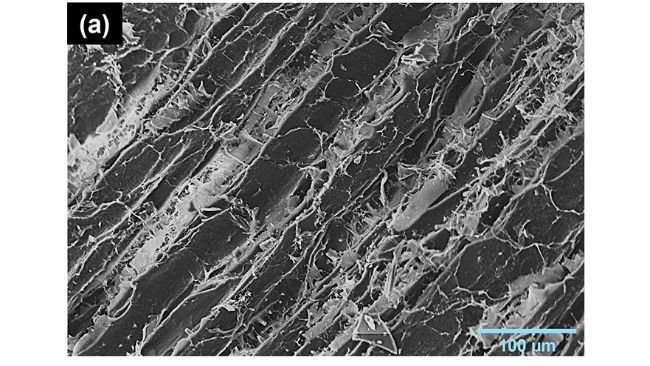 La Fig. 2a mostra la carne disidratata in modo convenzionale, dove si può osservare la sezione longitudinale delle miofibrille con lievi modifiche strutturali dovute al processo tradizionale.https://doi.org/10.1016/j.meatsci.2025.110011.