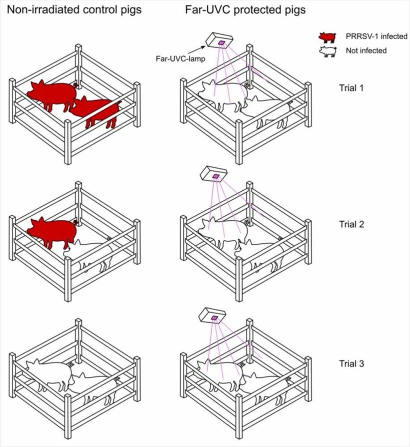 Configurazione sperimentale. A) Modello 3D del recinto recintato con sei lampade Far-UVC disposte attorno ad esso. B) Una rappresentazione schematica della stanza è mostrata da una vista dall'alto, indicando la posizione delle lampade Far-UVC, l'ingresso e l'uscita della ventilazione e il nebulizzatore che rilascia il virus PRRSV nella stanza. Il controllo è identico, ma senza le lampade Far-UVC
https://doi.org/10.1016/j.vetmic.2025.110816.