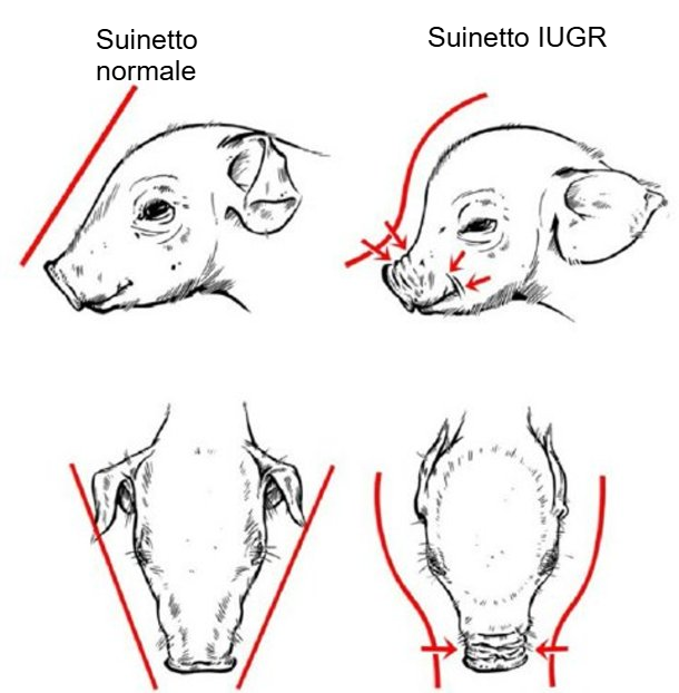 Figura 2. Cranio caratteristico a forma di delfino nei suinetti con IUGR (Hales et al., 2014).
