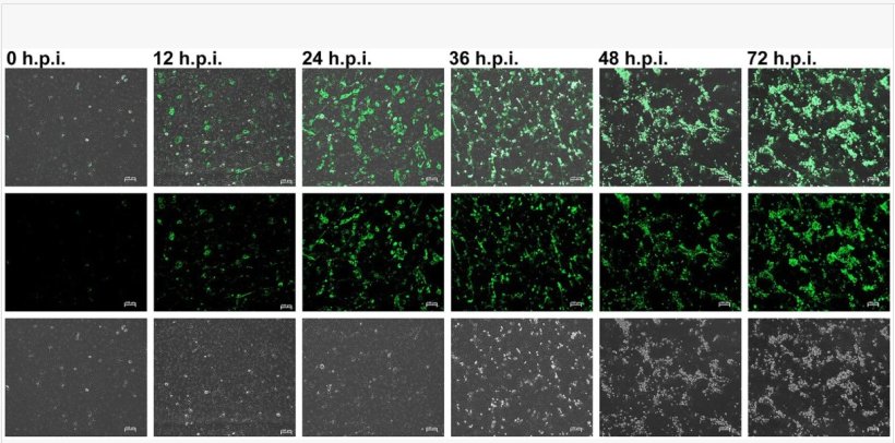 Le infezioni da virus della sindrome riproduttiva e respiratoria suina (PRRSV) a una molteplicit&agrave; di infezione (MOI) di 10 sono state valutate utilizzando sieri positivi a 0, 12, 24, 36, 48 e 72 ore dopo l'infezione (h.p.i.) mediante test di immunofluorescenza (barra della scala = 100 &mu;m). Le impostazioni di esposizione e contrasto erano coerenti in tutte le immagini per la comparabilit&agrave;. Fonte: Front. Vet. Sci. 12:1737270. doi: 10.3389/fvets.2025.1737270