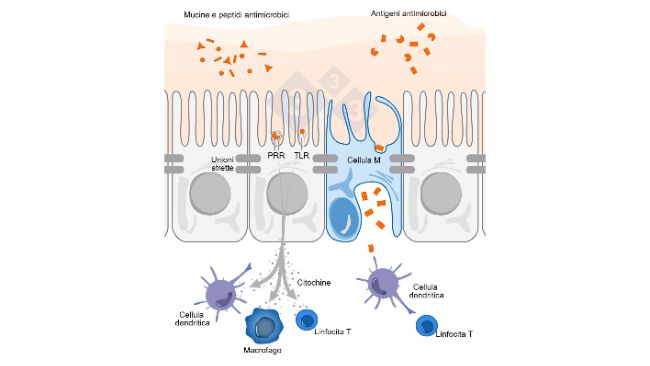 Figura 1. Diagramma schematico che illustra il meccanismo d'azione delle cellule immunitarie intestinali in risposta alle minacce esterne.
