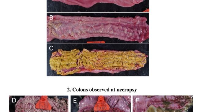 Figura 2. Tavola che mostra lesioni macroscopiche. Le foto macroscopiche sono state scattate a D43, ovvero a 21 dpi per LI e 13 dpi per Bhyo. 1. Lesioni macroscopiche su frammenti ileali: (A) mucosa ileale normale (maiale NC). (B) Lesioni ileali: edema, iperemia e ispessimento della mucosa (suino P-CO). (C) Lesioni ileali: grave ispessimento della mucosa e necrosi (suino P-CO). 2. Lesioni macroscopiche sul colon: (D) mucosa del colon normale (suino P-CO). (E) Lesioni del colon: iperemia, grave ispessimento della mucosa, contenuto intestinale aderente e membrana difterica (maiale P-CO). (F) Lesioni del colon: ispessimento della mucosa ed eccessivo contenuto di muco (suino V-CO).