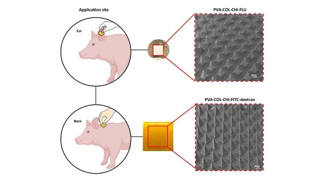 Fig. 2 Siti di applicazione e analisi morfologica dei cerotti microaghi. Immagini macroscopiche (al centro) e SEM (a destra) dei cerotti PVA–COL–CHI caricati con FLU o FITC-destrano evidenziano la geometria coerente dei microaghi.RSC Pharm., 2026, 3, 67 DOI: 10.1039/D5PM00203F