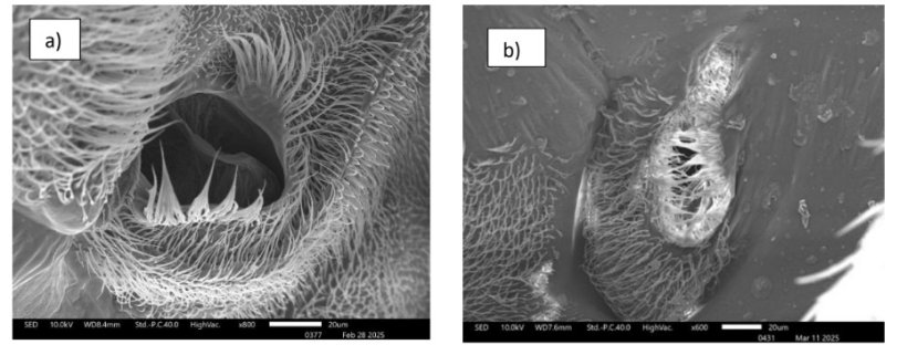 Fig. 1. Scansioni al microscopio elettronico a scansione (SEM) di insetti adulti. Spiracolo anteriore di
a) adulto non esposto e b) e di adulti esposti all&rsquo;applicazione del sistema Insectiblock&reg;