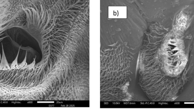 Fig. 1. Scansioni al microscopio elettronico a scansione (SEM) di insetti adulti. Spiracolo anteriore di
a) adulto non esposto e b) e di adulti esposti all&rsquo;applicazione del sistema Insectiblock&reg;