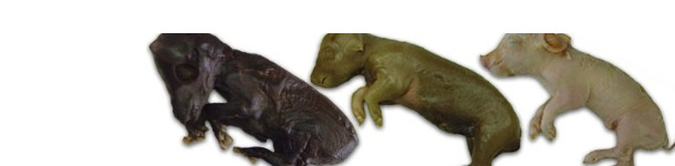 Conseguenze del PCV2 alla nascita