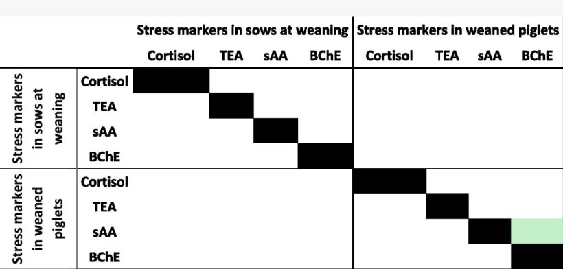 Rappresentazione tramite mappa di calore delle correlazioni tra i marcatori di stress nelle scrofe e nei suinetti allo svezzamento. Le correlazioni significative (p0,50).Front. Vet. Sci. 13:1772189. doi: 10.3389/fvets.2026.1772189