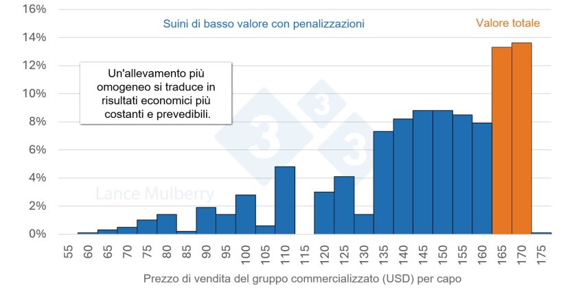 Figura 4: Ridurre il numero di suini a crescita lenta non solo diminuisce le potenziali sanzioni, ma anche i costi associati all'occupazione di un minor numero di spazi nei box e a un minor numero di ore di lavoro per suino, oltre a ottimizzare l'Indice di conversione alimentare.
