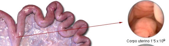 Numero di spermatozoi necessari per inseminazione in funzione del posizionamento del deposito di seme.