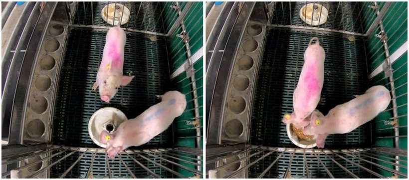 Mangiatoie utilizzate per la somministrazione di larve vive o soia ai suinetti svezzati.