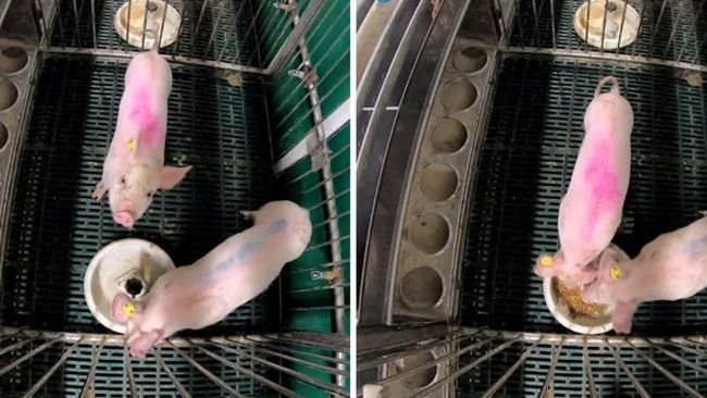 Mangiatoie utilizzate per la somministrazione di larve vive o soia ai suinetti svezzati.