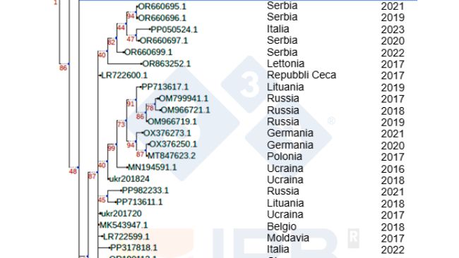 Figura 1. Relazione filogenetica del ceppo Sp25 (contrassegnato in arancione) con altri isolati VPSA africani ed europei dopo l'introduzione del ceppo Georgia 2007 (contrassegnato in blu) in Europa. Autori: Dr. Toni Gabald&oacute;n e Marina Marcet-Houben (IRB)
