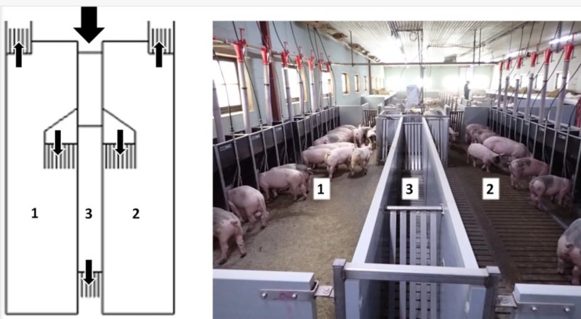 Illustrazione del sistema di smistamento automatico, comprendente due aree di alimentazione separate (1 e 2) e una terza opzione per spostare i suini in un'area di smistamento separata (3).Front. Anim. Sci. 7:1773476. doi: 10.3389/fanim.2026.1773476