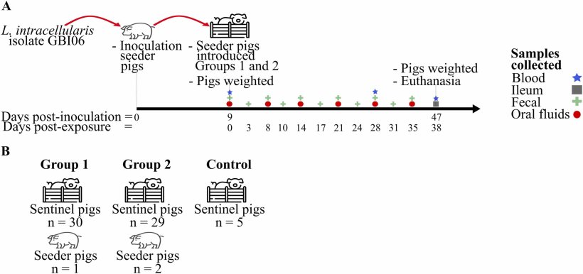Schema dello studio. A) Cronologia degli eventi sperimentali e B) distribuzione dei suini sentinella e seminatori nei gruppi sperimentale e di controllo.doi: 10.1016/j.prevetmed.2026.106872
