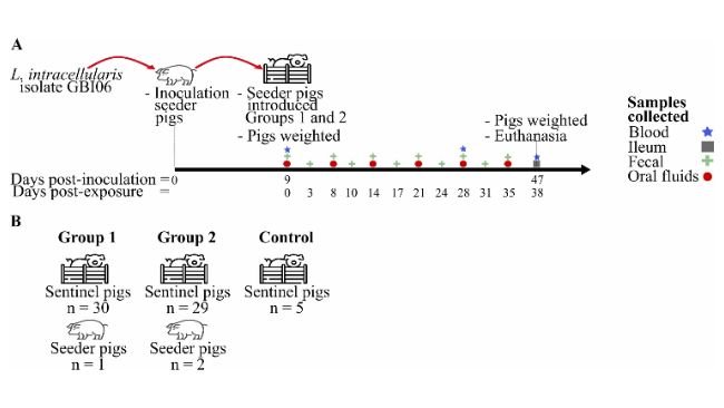 Schema dello studio. A) Cronologia degli eventi sperimentali e B) distribuzione dei suini sentinella e seminatori nei gruppi sperimentale e di controllo.doi: 10.1016/j.prevetmed.2026.106872