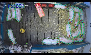 Figura 2. Visualizzazione degli algoritmi di rilevamento del comportamento di alimentazione e abbeveraggio. A ciascun suino è stato assegnato un riquadro di delimitazione ruotato (verde) e la freccia (rossa) indica la direzione della testa del suino, mentre i cerchi pieni sono predefiniti come punti chiave del corpo, incluso il muso del suino. Se un rettangolo dello spazio di alimentazione (rosso pieno) presentava un'interfaccia utente con la parte anteriore di 1/3 del riquadro di delimitazione del suino al di sopra di una determinata soglia di classificazione, lo spazio di alimentazione veniva classificato come occupato. Se il punto chiave del muso si trovava entro una certa distanza di classificazione dal cerchio verde pieno di una tazza per abbeverarsi e veniva rilevato un cambiamento di colore evidente all'interno della tazza, la tazza per abbeverarsi veniva classificata come occupata.Fonte: https://doi.org/10.1016/j.applanim.2026.107101.