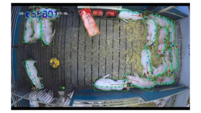 Figura 2. Visualizzazione degli algoritmi di rilevamento del comportamento di alimentazione e abbeveraggio. A ciascun suino è stato assegnato un riquadro di delimitazione ruotato (verde) e la freccia (rossa) indica la direzione della testa del suino, mentre i cerchi pieni sono predefiniti come punti chiave del corpo, incluso il muso del suino. Se un rettangolo dello spazio di alimentazione (rosso pieno) presentava un'interfaccia utente con la parte anteriore di 1/3 del riquadro di delimitazione del suino al di sopra di una determinata soglia di classificazione, lo spazio di alimentazione veniva classificato come occupato. Se il punto chiave del muso si trovava entro una certa distanza di classificazione dal cerchio verde pieno di una tazza per abbeverarsi e veniva rilevato un cambiamento di colore evidente all'interno della tazza, la tazza per abbeverarsi veniva classificata come occupata.Fonte: https://doi.org/10.1016/j.applanim.2026.107101.