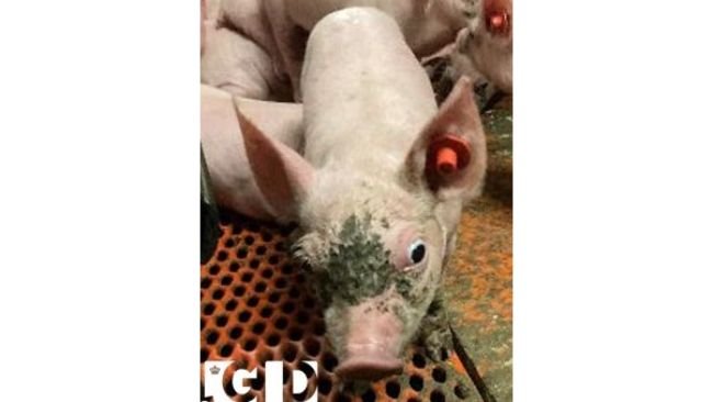 Fonte: https://ivh.ku.dk/nyheder/2026/parvovirus-i-grise/