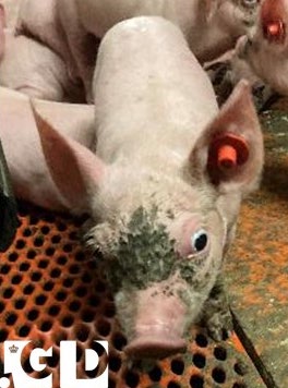 Fonte: https://ivh.ku.dk/nyheder/2026/parvovirus-i-grise/