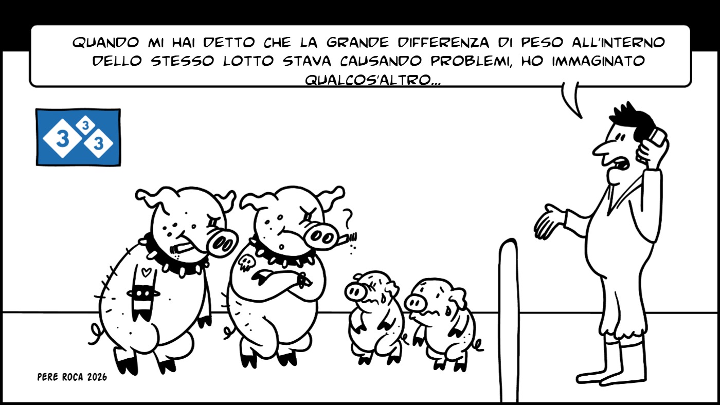 Falta de homogeneidad en los lotes de cerdos