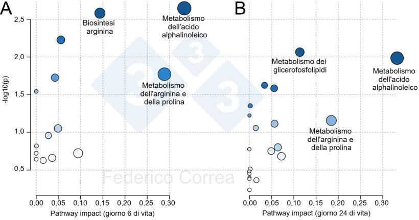Figura 1. Vie metaboliche del colostro associate alla sopravvivenza dei suinetti durante il periodo di lattazione. Le figure mostrano le principali vie metaboliche del colostro associate alla sopravvivenza dei suinetti al giorno 6 (A) e al giorno 24 (B). La dimensione e il colore dei punti indicano rispettivamente l’impatto e la significatività delle vie metaboliche.