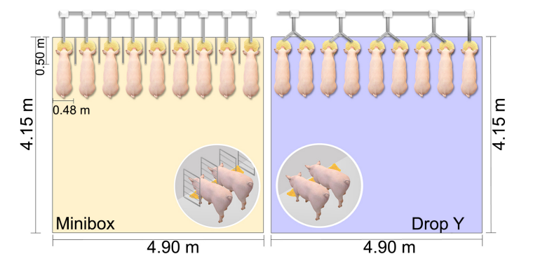 Figura 1 &ndash; Schema che illustra i sistemi di alimentazione (Stanchion/Minibox e Drop Y) utilizzati in questo studio per scrofette e scrofe allevate in gruppo durante la gestazione.