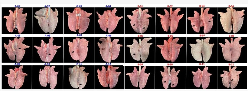 Nella figura sono mostrate le lesioni polmonari macroscopiche nei suini dei due gruppi sperimentali: gruppo VC (A01&ndash;A12) e gruppo UVC (B01&ndash;B12). Le frecce evidenziano le aree di polmonite interstiziale ed emorragie petecchiali nel tessuto polmonare.doi: 10.3389/fvets.2026.1866378