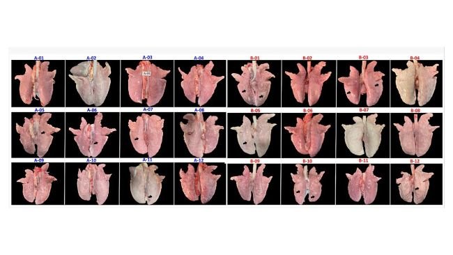 Nella figura sono mostrate le lesioni polmonari macroscopiche nei suini dei due gruppi sperimentali: gruppo VC (A01–A12) e gruppo UVC (B01–B12). Le frecce evidenziano le aree di polmonite interstiziale ed emorragie petecchiali nel tessuto polmonare.doi: 10.3389/fvets.2026.1866378
