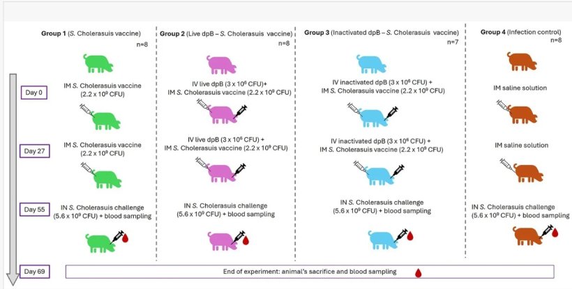 Schema sperimentale e cronologia, che illustra il periodo intercorso tra l'immunizzazione e il sacrificio per i diversi gruppi di animali inclusi nello studio (IM: per via intramuscolare; IV: per via endovenosa). Creato con PowerPoint. doi: 10.3389/fvets.2026.1879508
