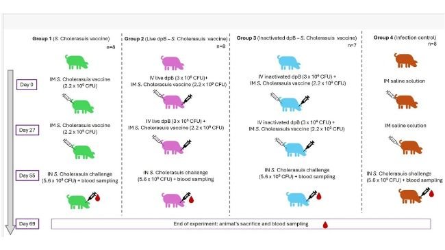 Schema sperimentale e cronologia, che illustra il periodo intercorso tra l'immunizzazione e il sacrificio per i diversi gruppi di animali inclusi nello studio (IM: per via intramuscolare; IV: per via endovenosa). Creato con PowerPoint. doi: 10.3389/fvets.2026.1879508