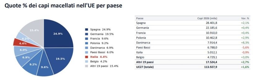 Quota % di ciascun paese sul totale dei capi macellati nell'UE e, nella tabella, numero di capi macellati nel 1° semestre 2026 (migliaia) con variazione % sul 1°
semestre 2025. I paesi con quota inferiore a quella del Belgio sono aggregati in “Altri 19 paesi”. Osservatorio ANAS N.1051