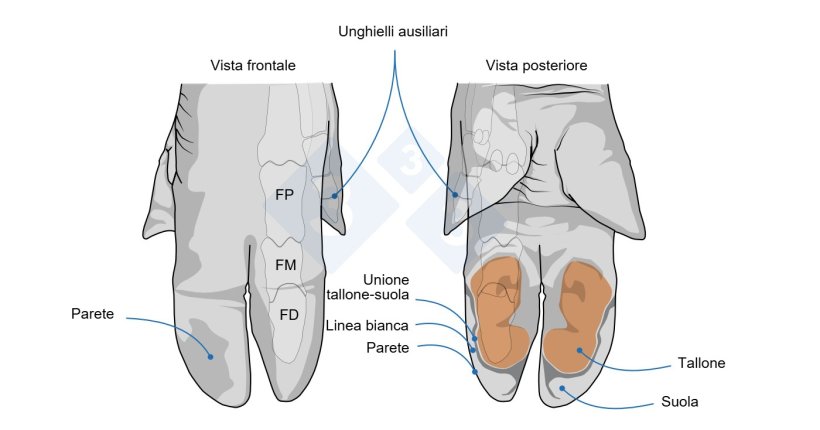 Viste frontale e posteriore dell'unghiello di suino, che mostrano le aree anatomiche valutate in ciascun unghiello. Parete: lo strato esterno duro di ogni zoccolo; detto anche corno. Tallone: ​​l'epidermide morbida e cheratinizzata situata sulla superficie plantare dell'unghiello. Suola: la parte inferiore dell'unghiello; &egrave; leggermente pi&ugrave; morbida della parete e, nei suini, occupa un'area relativamente piccola. Giunzione tallone-suola: la linea di unione tra il tallone e la suola. Linea bianca: la linea che delimita la suola e forma la giunzione tra la suola e la parete sulla superficie inferiore dell'unghiello. (FP, FM e FD: falangi prossimale, media e distale).
