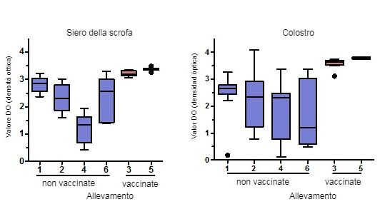 Livelli di anticorpi IgG specifici per PCV2 misurati mediante ELISA nel siero e colostro delle scrofe&nbsp;
