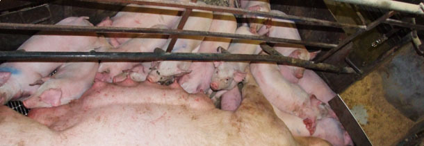 Hasta la fecha, la gen&oacute;mica ha tenido poco impacto en la producci&oacute;n comercial