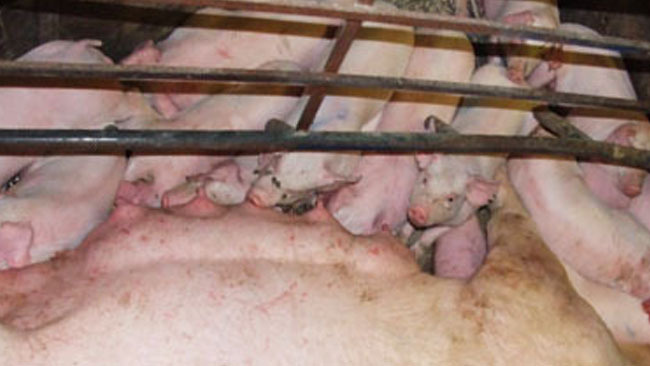 Hasta la fecha, la gen&oacute;mica ha tenido poco impacto en la producci&oacute;n comercial