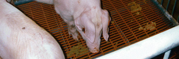 La gen&oacute;mica puede ser importante en el futuro para la mejora de caracteres de salud.