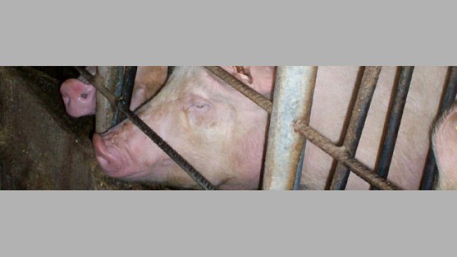 Manejo de las hormonas (I)