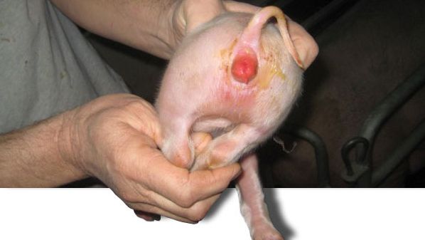 Tipico arrossamento vulvare da zearalenone durante la lattazione, &eacute; pure evidente la diarrea da coli