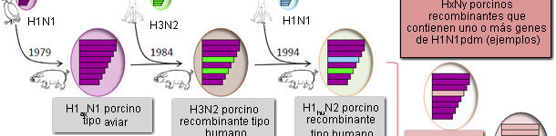 Virus de la gripe porcina detectados en cerdos europeos en 2014