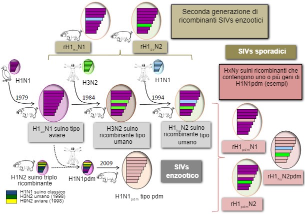 Virus dell'influenza suina identificati nei suini europei nel 2014