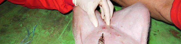 Aplicaci&oacute;n intrad&eacute;rmica del ant&iacute;geno