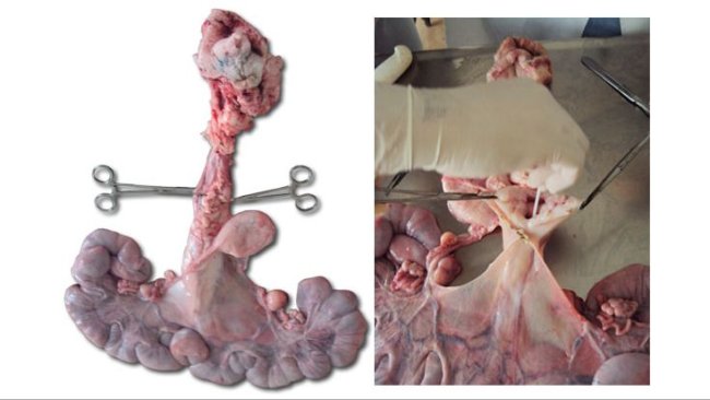 Aparatto riproduttore di una scrofetta e apertura della cervice per il campionamento