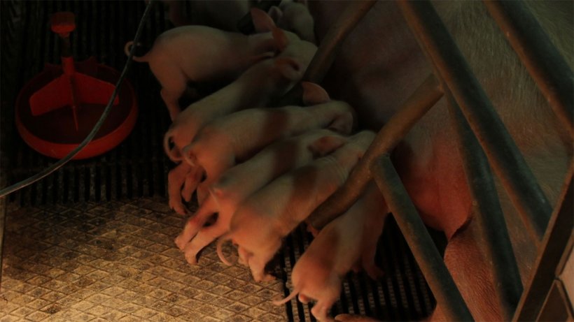 Lech&oacute;n neonato