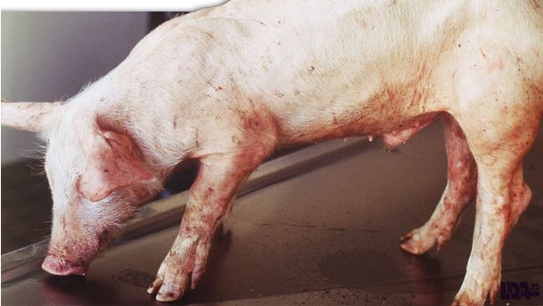 Lech&oacute;n con desmedro