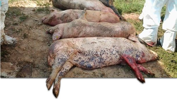 Cad&aacute;veres de cerdos infectados cor el virus de la PPA.
