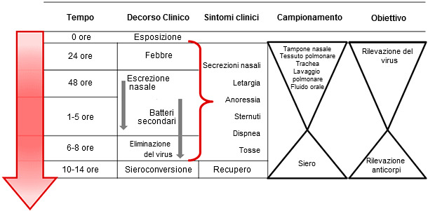 Toma de muestras dirigida a la detecci&oacute;n y diagn&oacute;stico de la infecci&oacute;n por el virus de la influenza A en cerdos