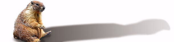 &iexcl;El cerdo de Punxsutawney!