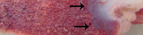 Sindrome della deficienza di vitamina D nei suin